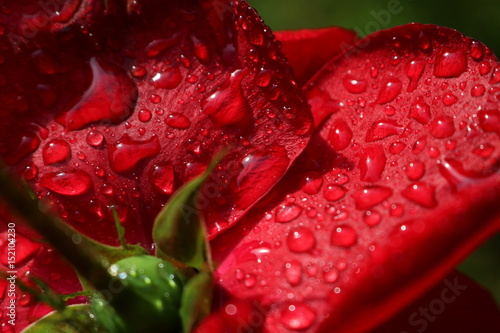 Red romantic roses 