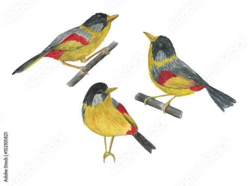 Watercolor painting birds (Silver-eared Mesia) set photo