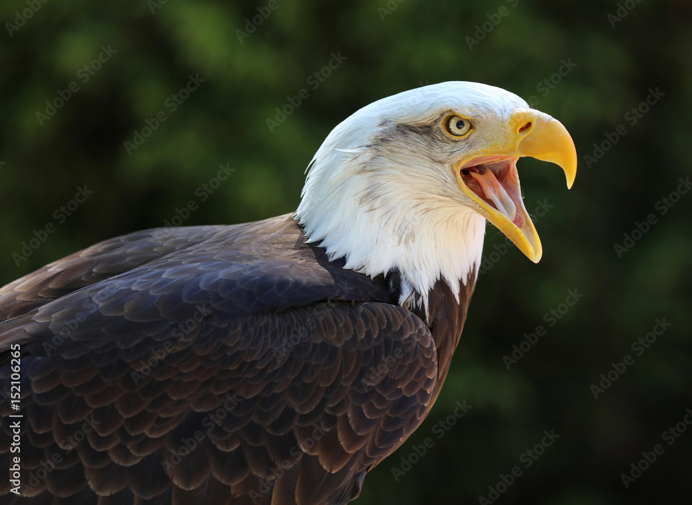 Obraz premium Close up of a Bald Eagle calling
