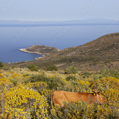 brown cow in colorful greek landscape with flowers on peloponnese and blue sea in the background photo