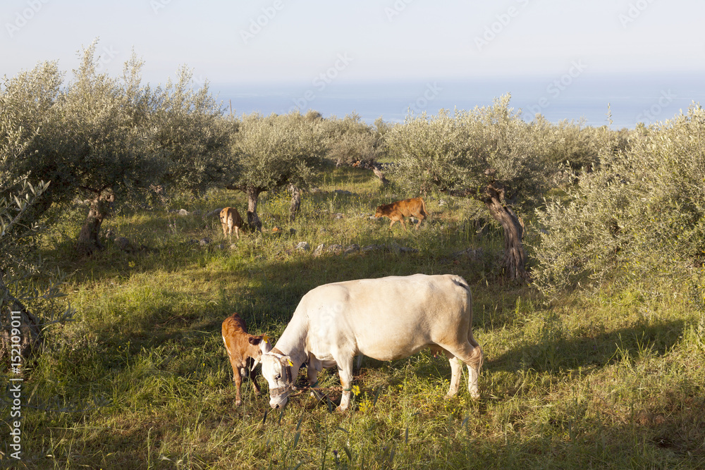 cow and calf between olive trees with blue sea in the background on greek peloponnese