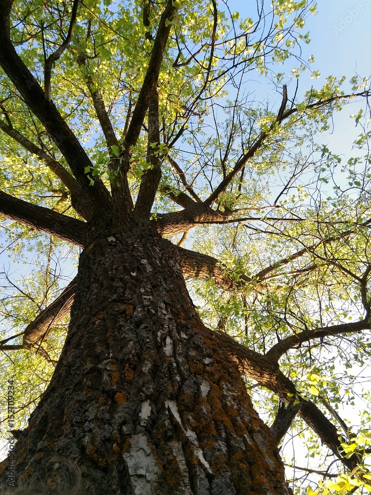 Naklejka premium tree