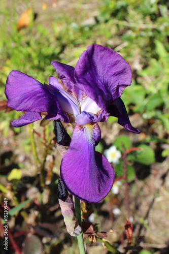 Fototapeta Naklejka Na Ścianę i Meble -  Fleur d'iris violette