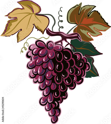 mature grapes just picked in the vineyard.