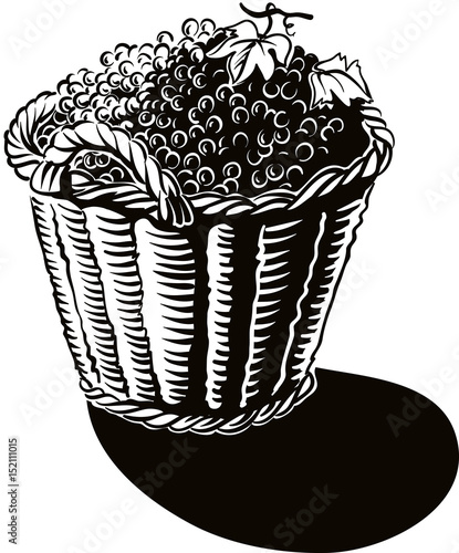 Basket full of freshly harvested grapes.