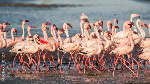 Group of lesser flamingos (Phoeniconaias minor), Walvis bay, Namibia
