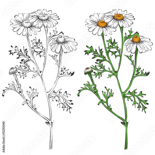 Chamomile silhouette and colorful isolated on white background