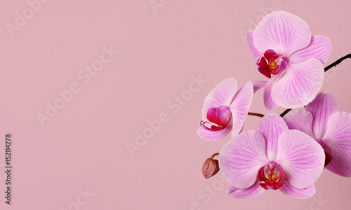 beautiful pink orchid