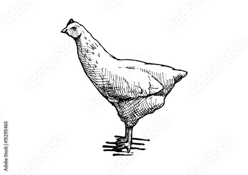 illustration of hen