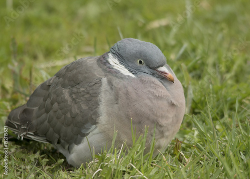 Wood Pigeon