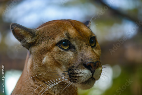 Obraz na płótnie Puma Big Cat Costa Rica w salonie