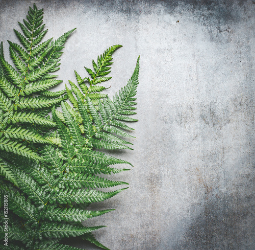 Green fern leaves on gray rustic concrete background , top view, place for text. © VICUSCHKA