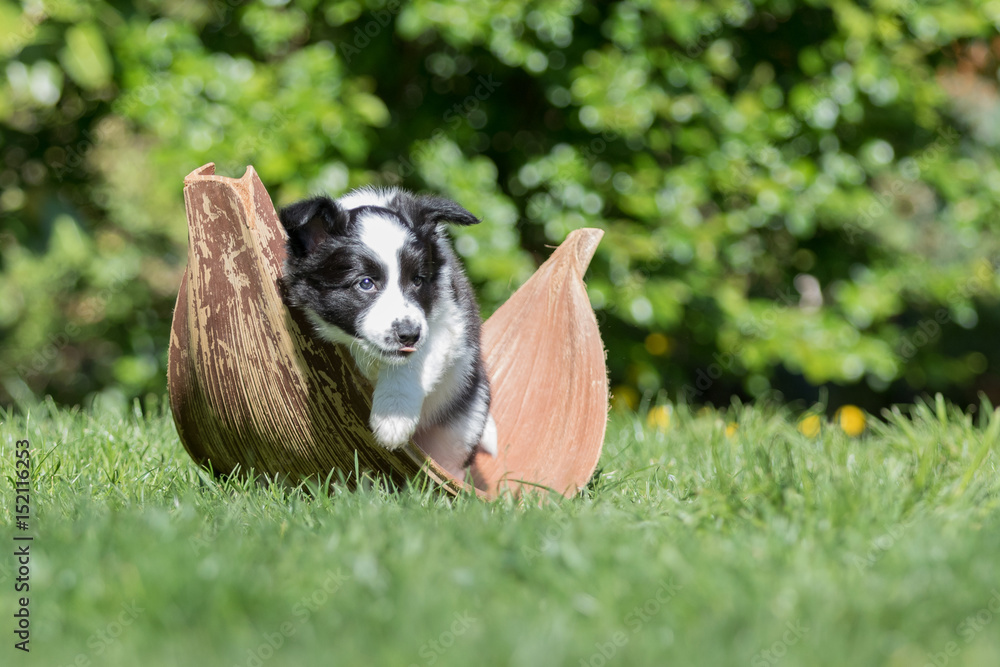 Border Collie Welpe in einem Bananenblatt Border Collie Welpe in einem Bananenblatt