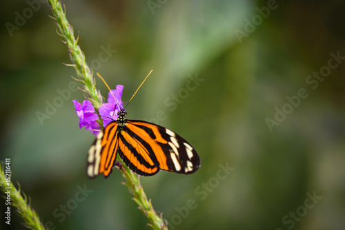 Obraz na płótnie Tiger-stripped Butterfly w salonie