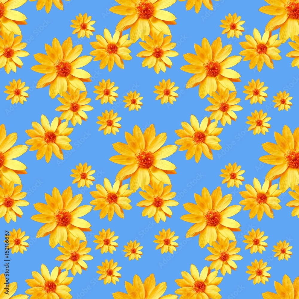 Adonis  Seamless pattern texture of flowers. Floral background,