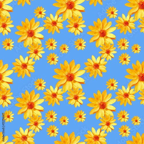 Adonis  Seamless pattern texture of flowers. Floral background,