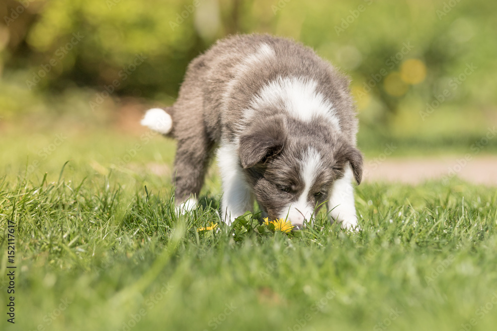 Border Collie Welpe mit Löwenzahn