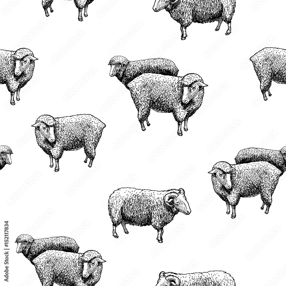 Naklejka premium Wzór z owiec