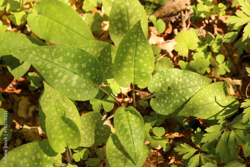 Geflecktes Lungenkraut - Pulmonaria officinalis Geflecktes Lungenkraut - Pulmonaria officinalis