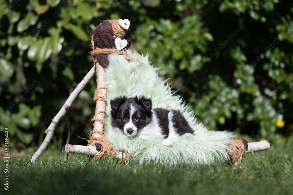 Border Collie Welpe in einem Indianerstuhl Border Collie Welpe in einem Indianerstuhl
