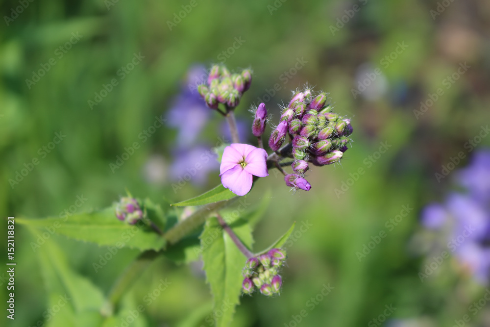 Dame's rocket(Hesperis matronalis). Dame's rocket(Hesperis matronalis).