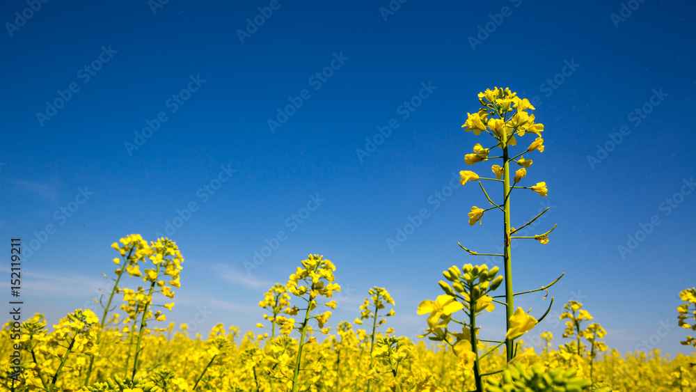 blooming yellow rape blooming yellow rape