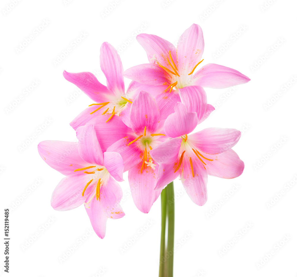 Five pink lilies isolated on a white background. Rosy Rain lily Five pink lilies isolated on a white background. Rosy Rain lily