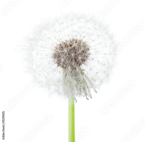 Dandelion   seed head   isolated on white background.