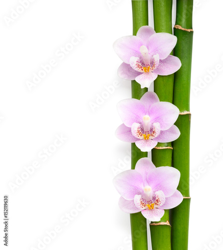 Three pink orchids and branches of bamboo lying on white. Isolated background. Viewed from above.