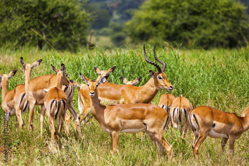 Female impala heard in the wild Tanzania Africa