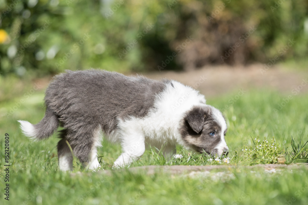 Fototapeta premium Border Collie Welpe mit Gänseblümchen