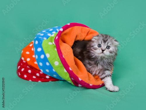 Small scottish fold kitten photo