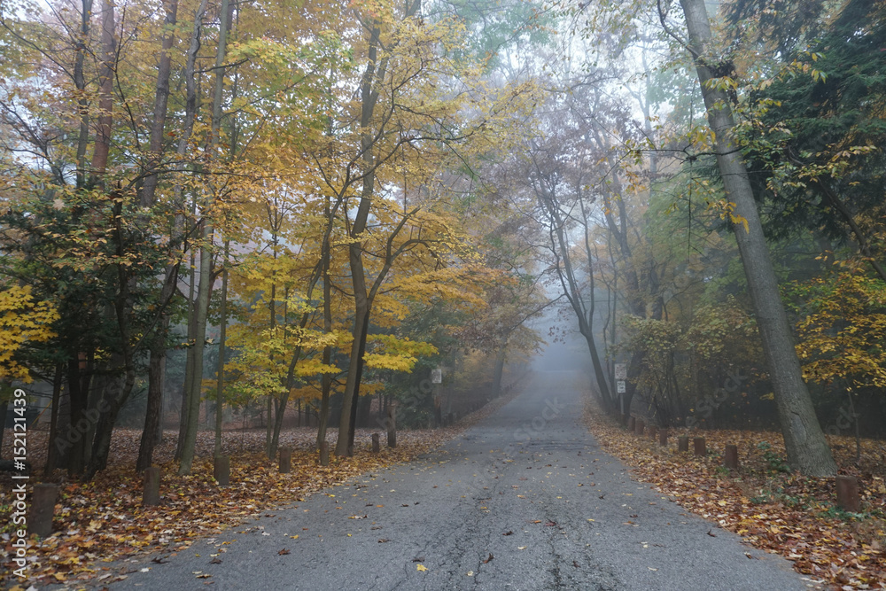 Obraz premium Foggy forest