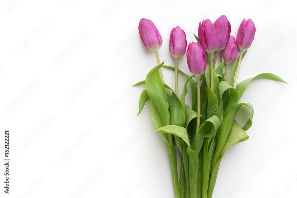 Spring background with purple tulips Spring background with purple tulips