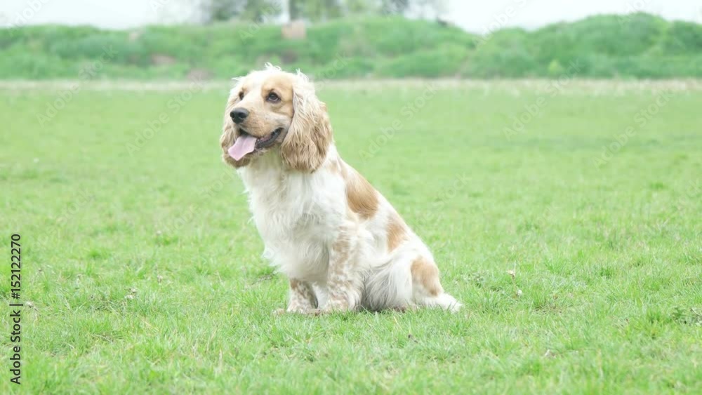 English cocker spaniel sitting on a green lawn English cocker spaniel sitting on a green lawn