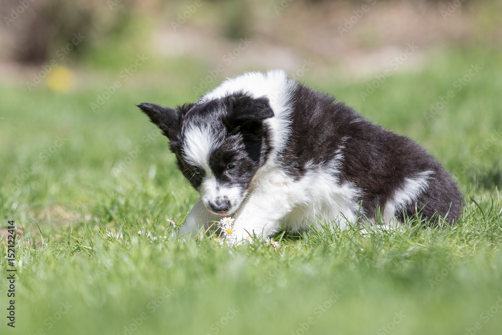 Border Collie Welpe mit Gänseblümchen Border Collie Welpe mit Gänseblümchen