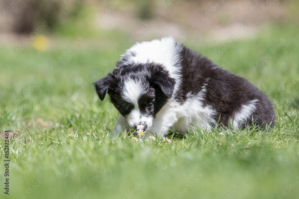 Border Collie Welpe mit Gänseblümchen