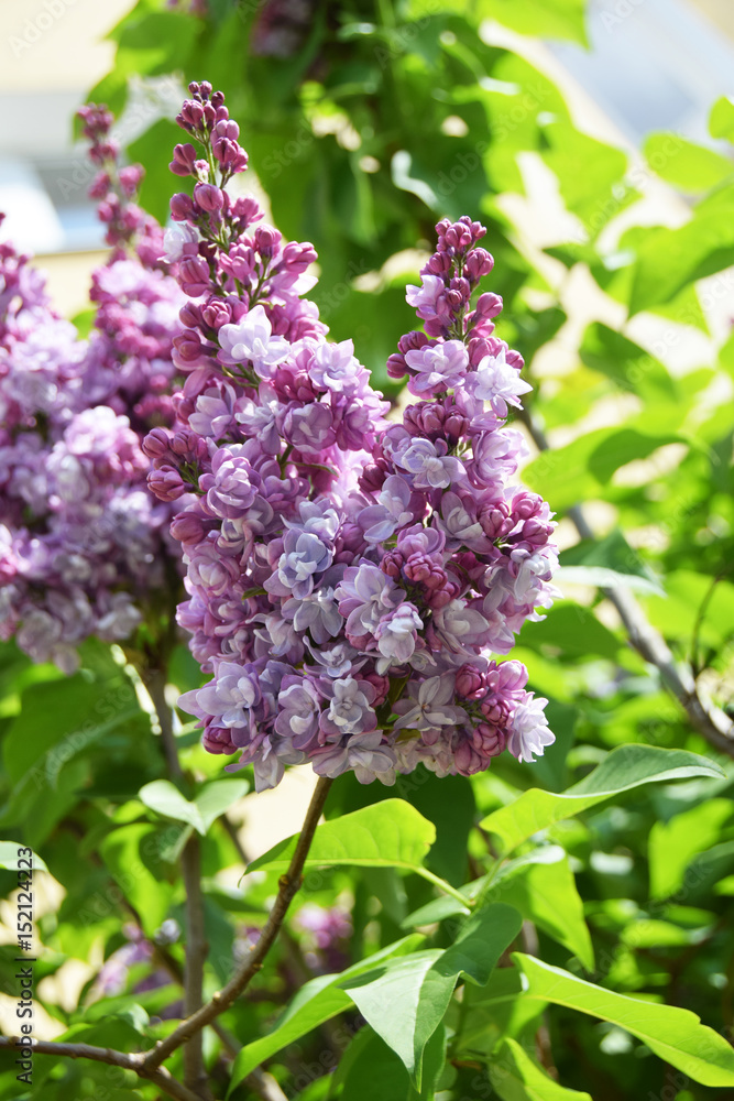 A plant with violet lilac flowers A plant with violet lilac flowers