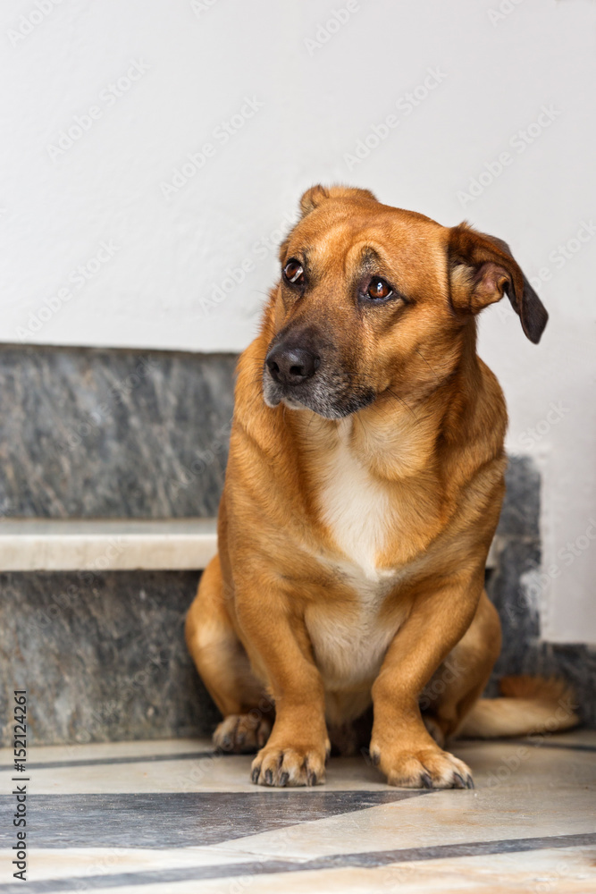 Sad old dog Sad old dog
