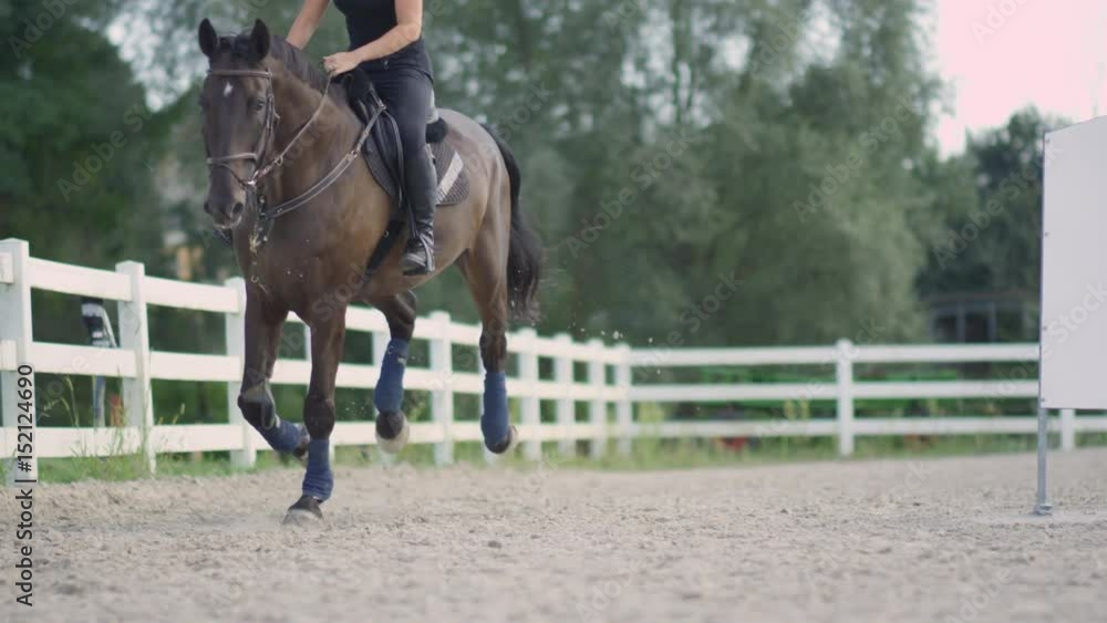 SLOW MOTION, DOF: Smiling female rider horseback riding beautiful dark brown stallion cantering on sandy outdoor manege at rose-pink light of dawn. Cheerful woman training with horse on riding arena SLOW MOTION, DOF: Smiling female rider horseback riding beautiful dark brown stallion cantering on sandy outdoor manege at rose-pink light of dawn. Cheerful woman training with horse on riding arena