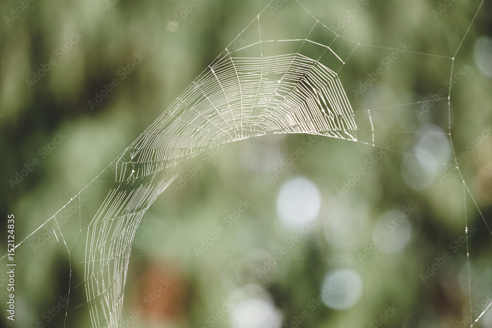 Crescent Shape Spider Web