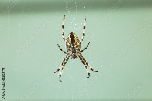 Large Black-Striped Spider on Web © Shane Cotee