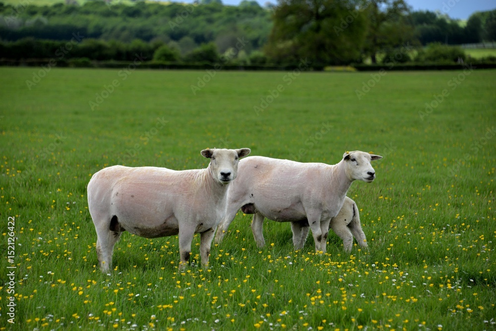 Obraz premium Mouton