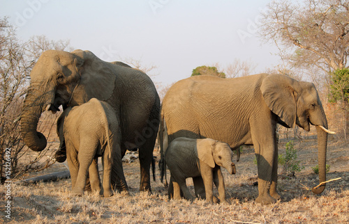 Elephant Family - calf looking at camera