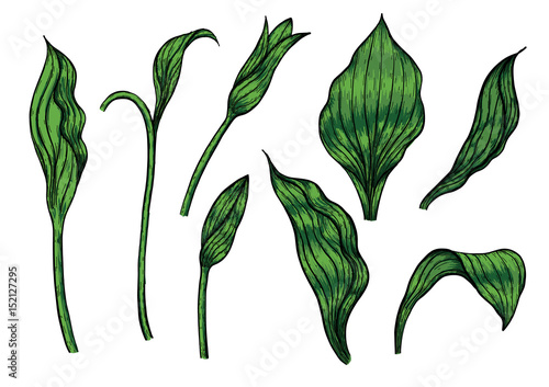 Cypripedium orchids leaves by hand drawing.Orchids leaves vector on white background.