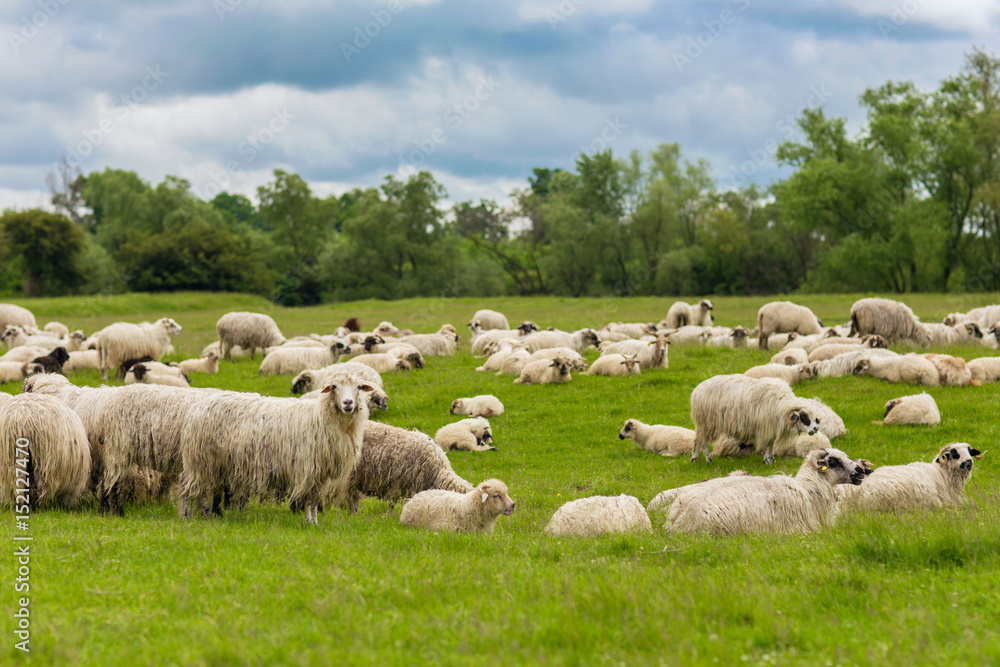 Fototapeta premium Sheep - Pastoral scene (landscape)