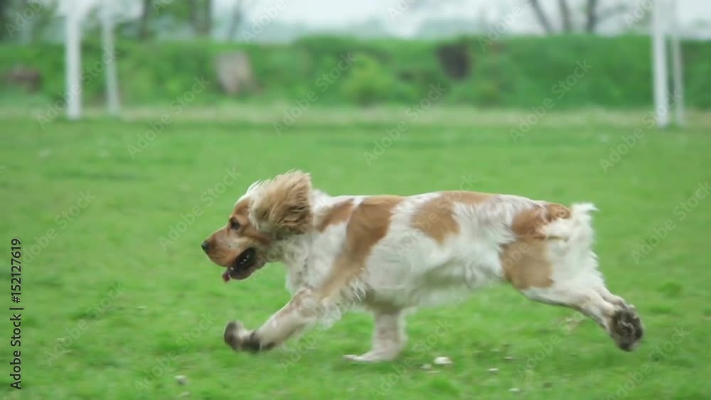 Spaniel runs on the green lawn, slow motion Spaniel runs on the green lawn, slow motion