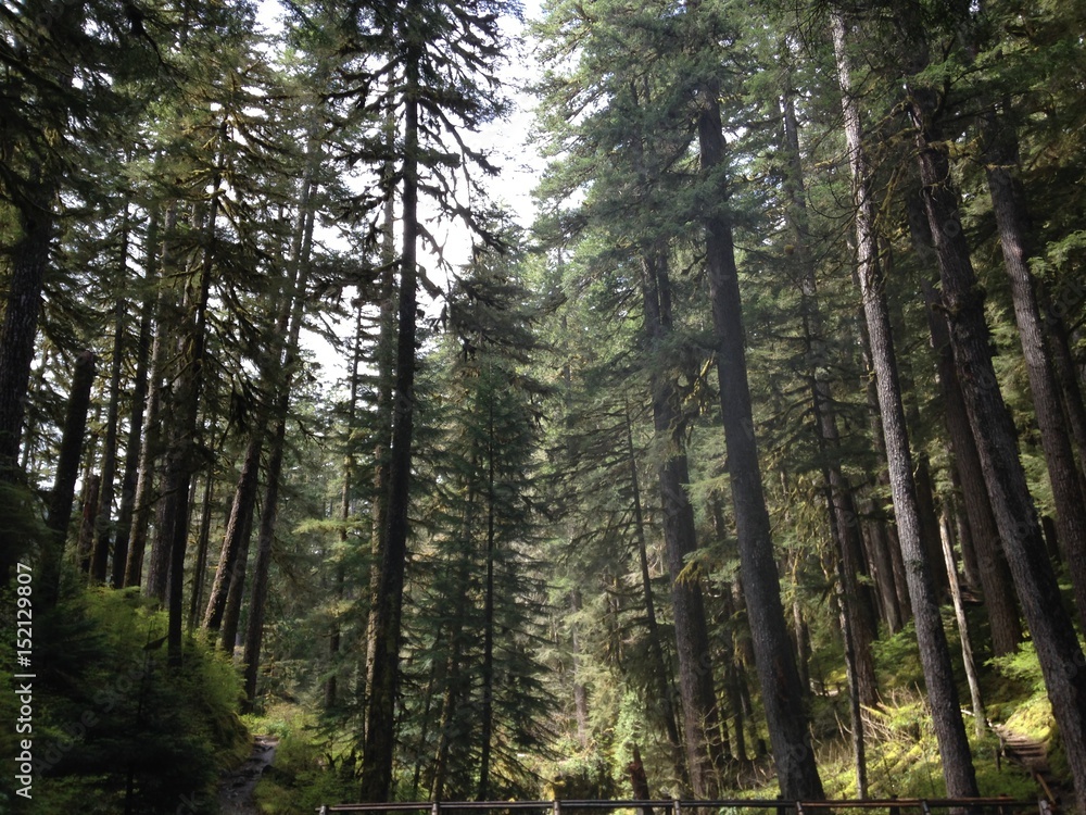 Fototapeta premium tall trees 