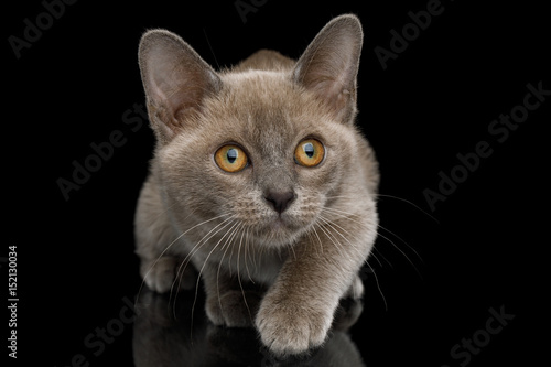 Playful Blue Burmese Kitten with yellow eyes on Isolated Black Background, front view