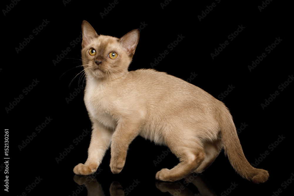 Burmese Kitten with yellow eyes Chocolate fur on Isolated Black Background, side view